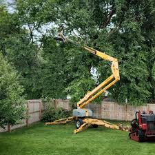 Trusted Crockett, TX Tree Services Experts